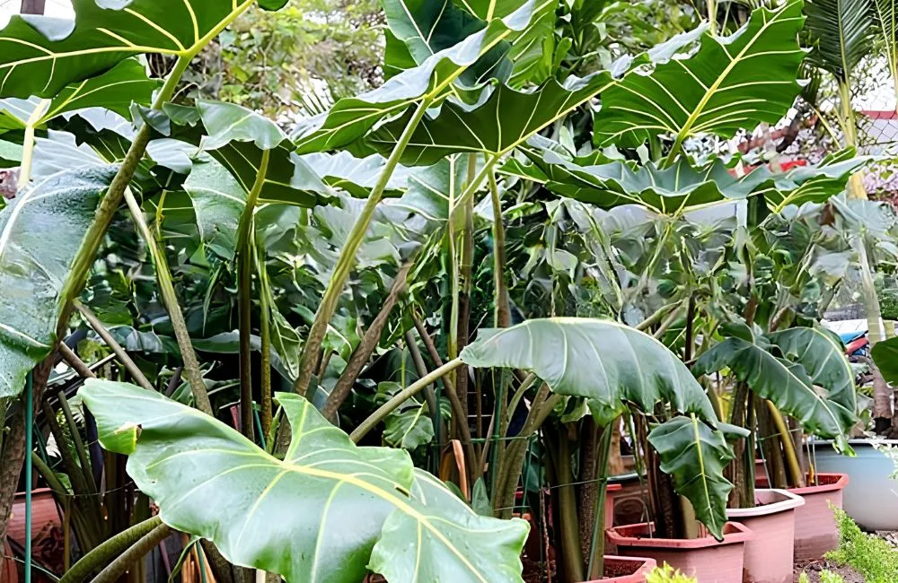 Nơi mua Alocasia Sarian cấy mô