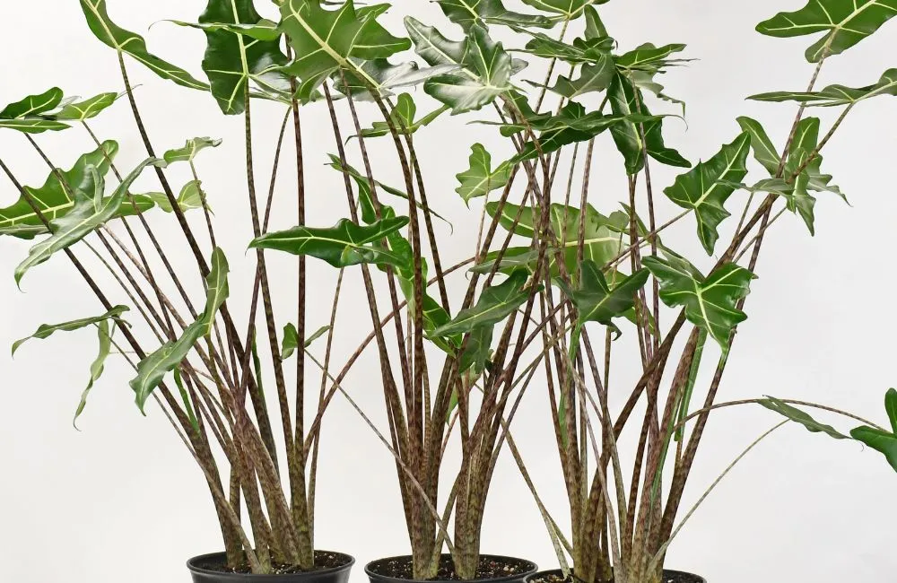 Nơi mua Alocasia Sarian cấy mô