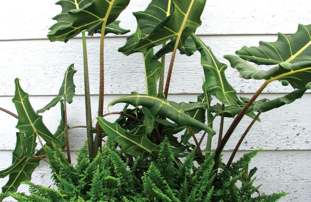 Nơi mua Alocasia Sarian cấy mô