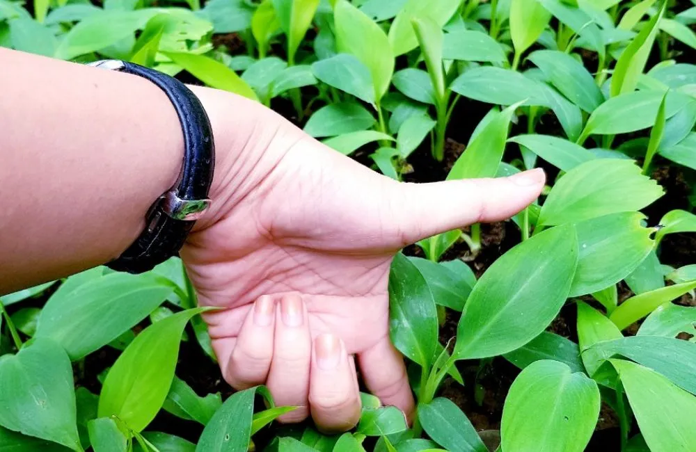 Nơi mua chuối tiêu hồng cấy mô
