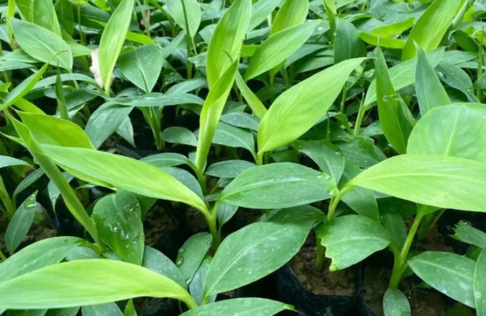 Nơi mua chuối tiêu hồng cấy mô