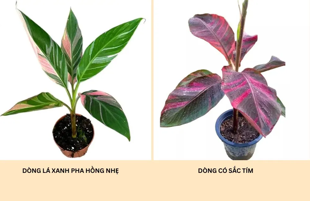 Phân loại chuối hồng Musa Nono Pink Var