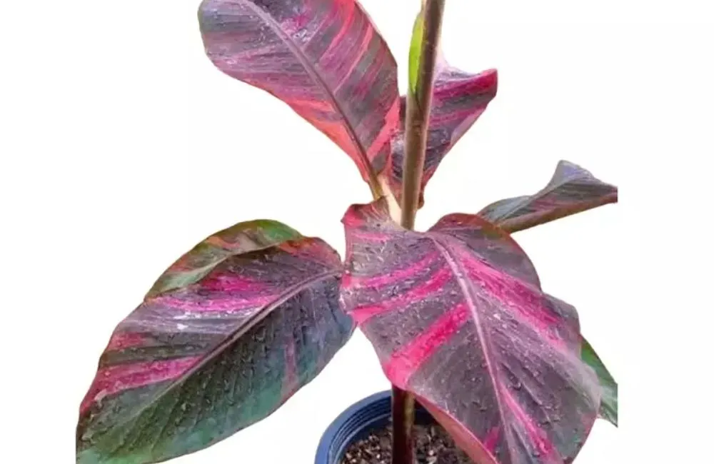 Phân loại chuối hồng Musa Nono Pink Var