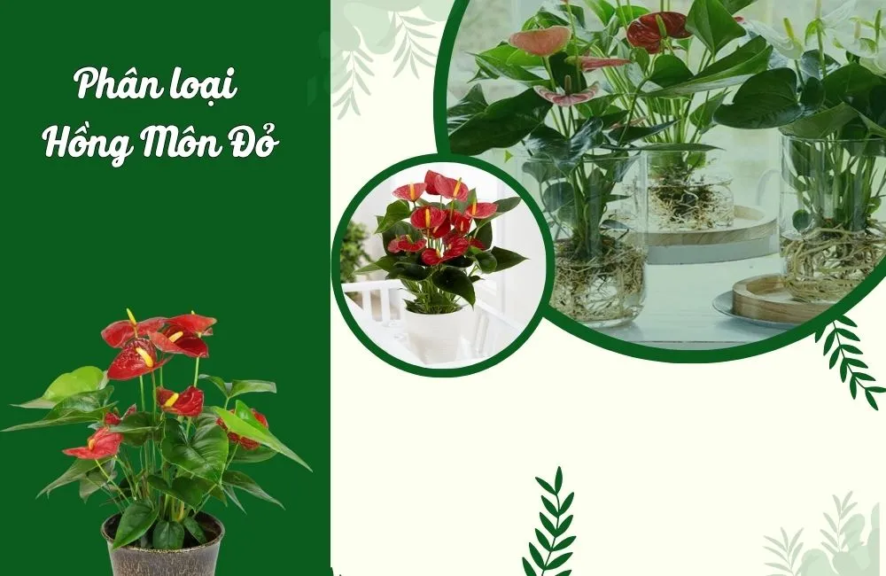 Phân loại Hồng Môn Đỏ
