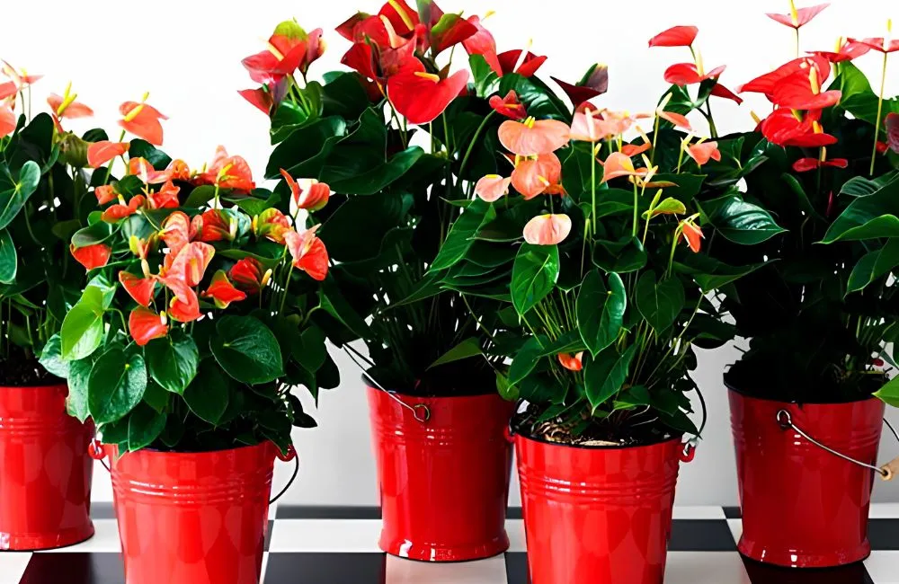Phân loại Hồng Môn Đỏ