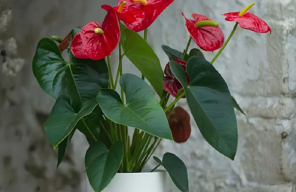 Phân loại Hồng Môn Đỏ