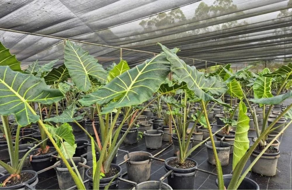 Phòng và trị bệnh Alocasia Sarian