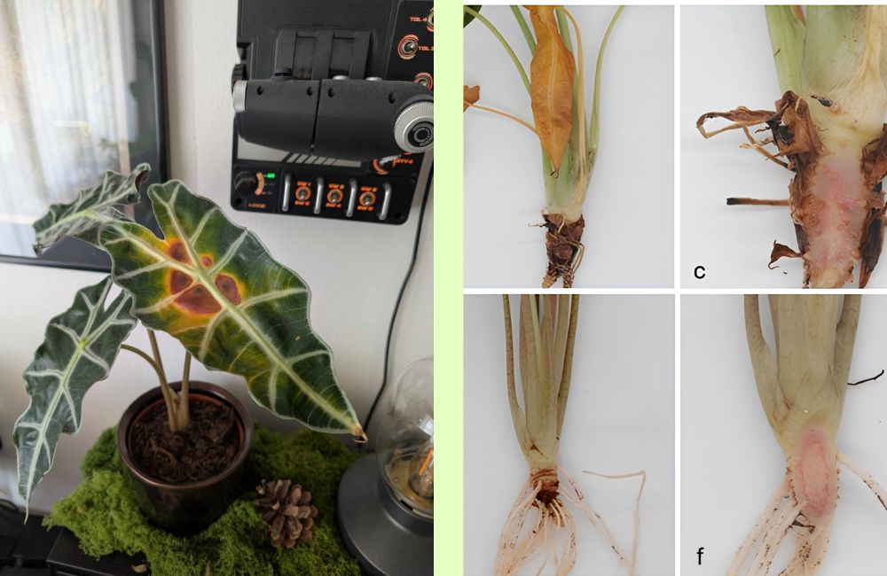 Phòng và trị bệnh Alocasia Sarian