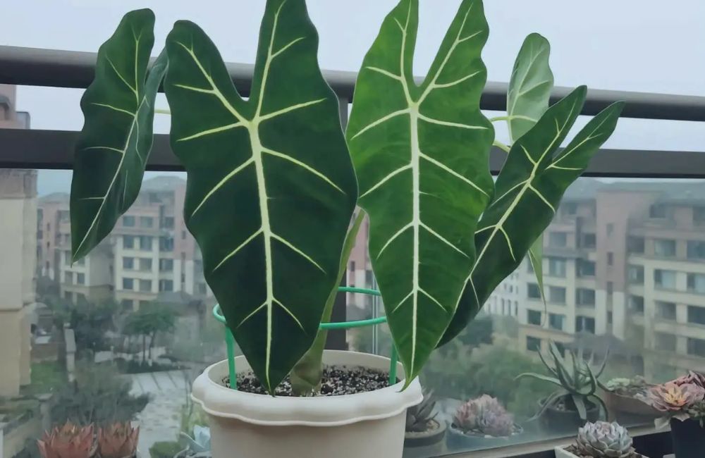 Phòng và trị bệnh Alocasia Sarian