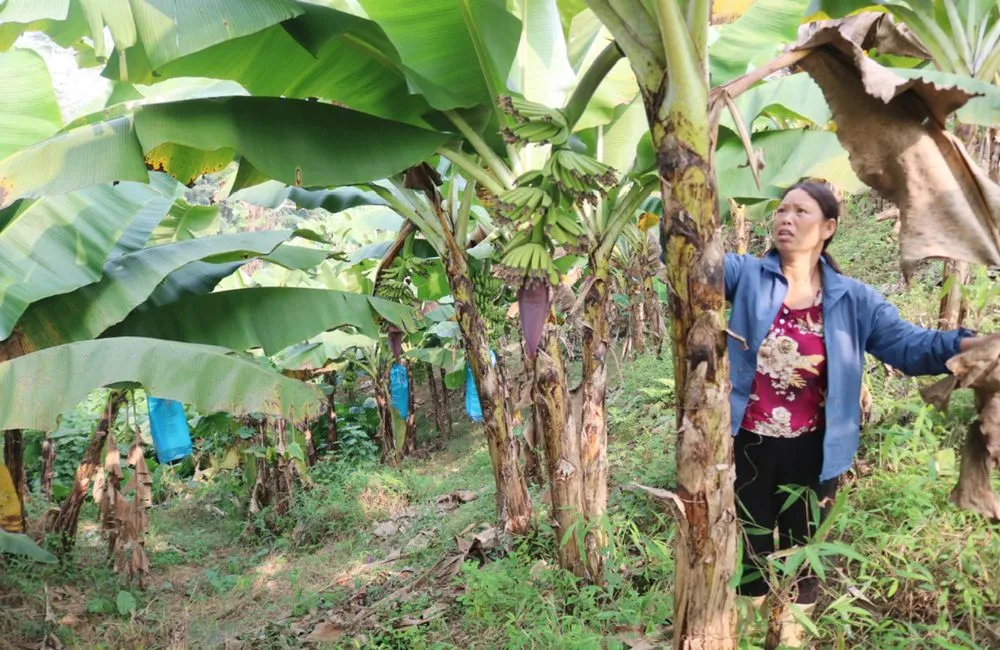 Phòng và trị bệnh chuối tiêu hồng
