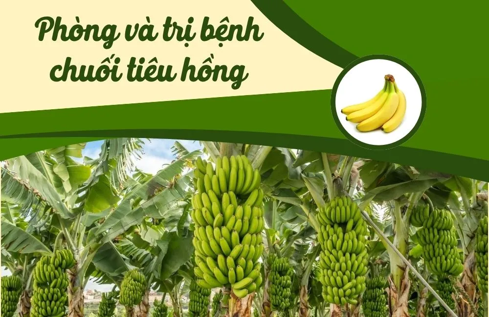 Phòng và trị bệnh chuối tiêu hồng