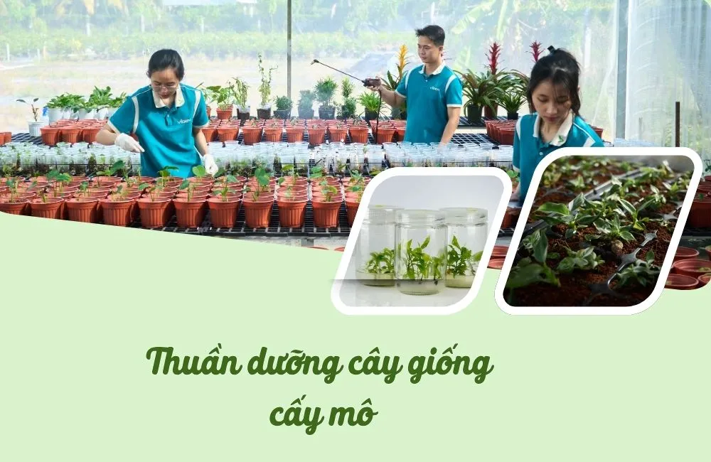 Thuần dưỡng cây giống cấy mô