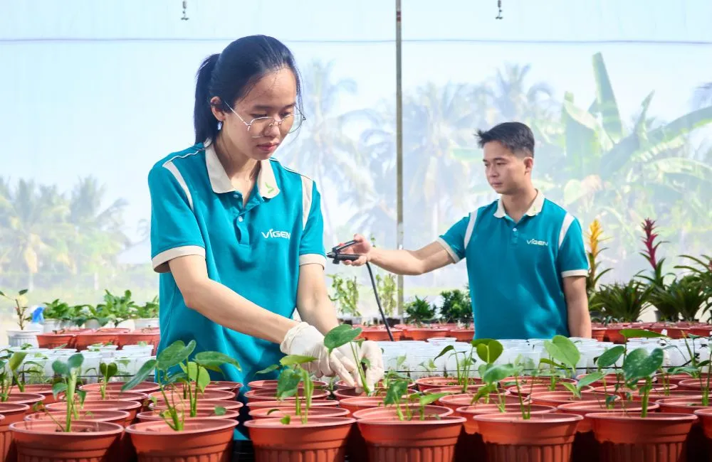 Thuần dưỡng cây giống cấy mô