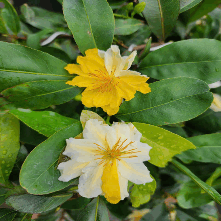 Các phương pháp nhân giống mai vàng phổ biến