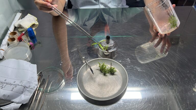 Kỹ thuật nhân giống mai vàng hiện đại tại Vigen