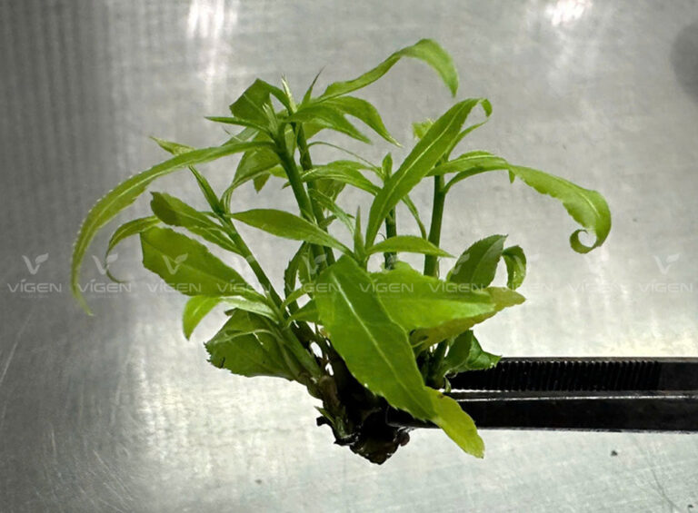 Nâng tầm chất lượng giống mai vàng bằng phương pháp nuôi cấy mô