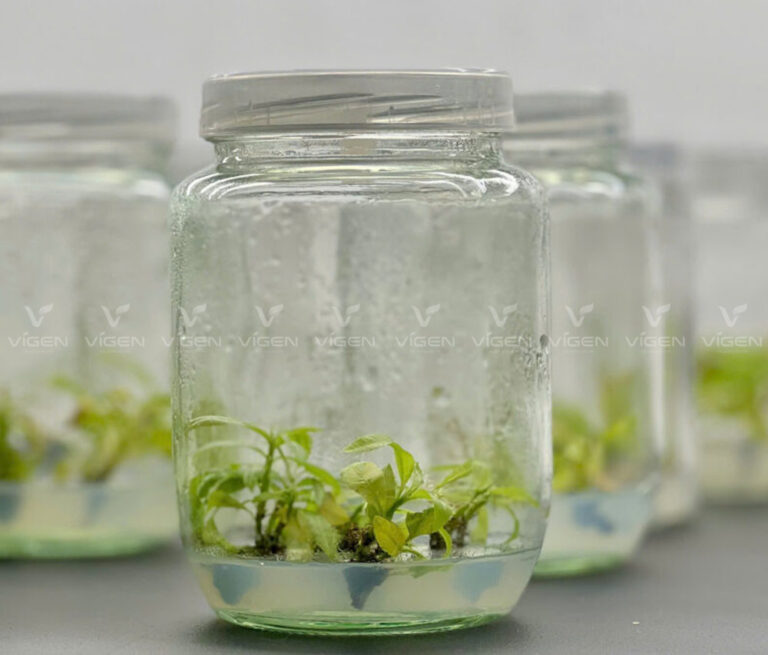 Kỹ thuật nuôi cấy mô mai vàng