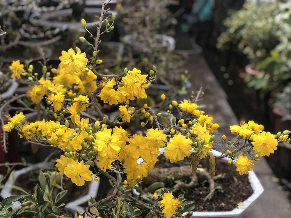 Giống quý như Đại Lộc ngày càng khan hiếm vì khó nhân