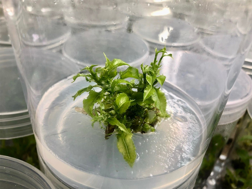 Nuôi cấy mô in vitro: Nhân nhanh 8–15 chồi/mẫu chỉ sau 60 ngày