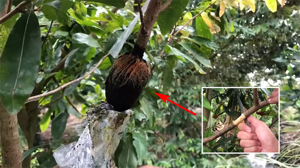 Chiết cành: Chất lượng cao, nhưng khó sản xuất đại trà