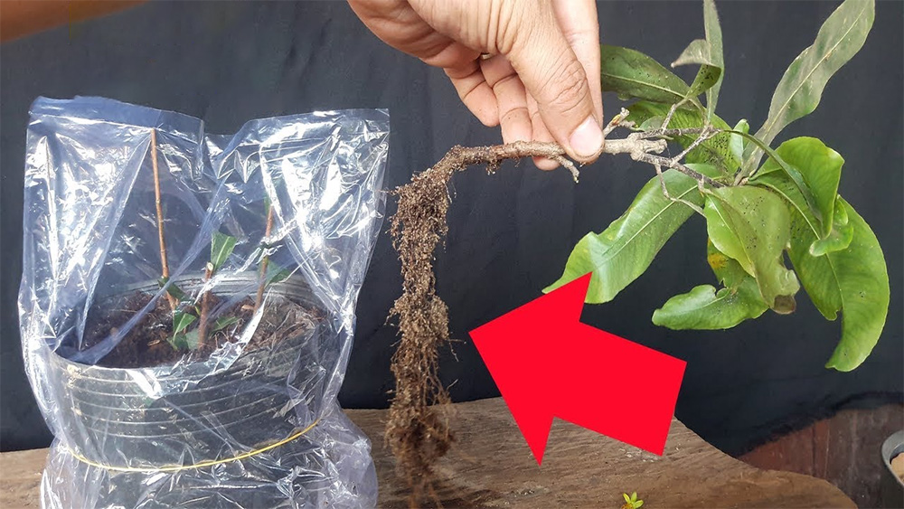 Giâm & ghép cành: Giữ trọn gen cây mẹ, ra hoa sớm hơn gieo hạt