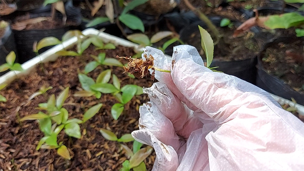 Gieo hạt – phương pháp truyền thống, đơn giản và gần gũi với thiên nhiên