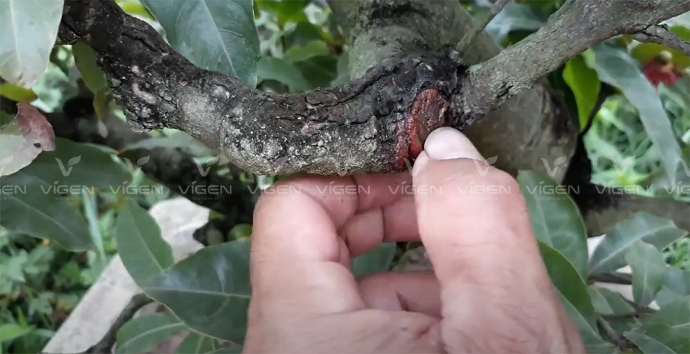 Bệnh nấm đen sẽ khiến mai vàng còi cọc, chậm phát triển