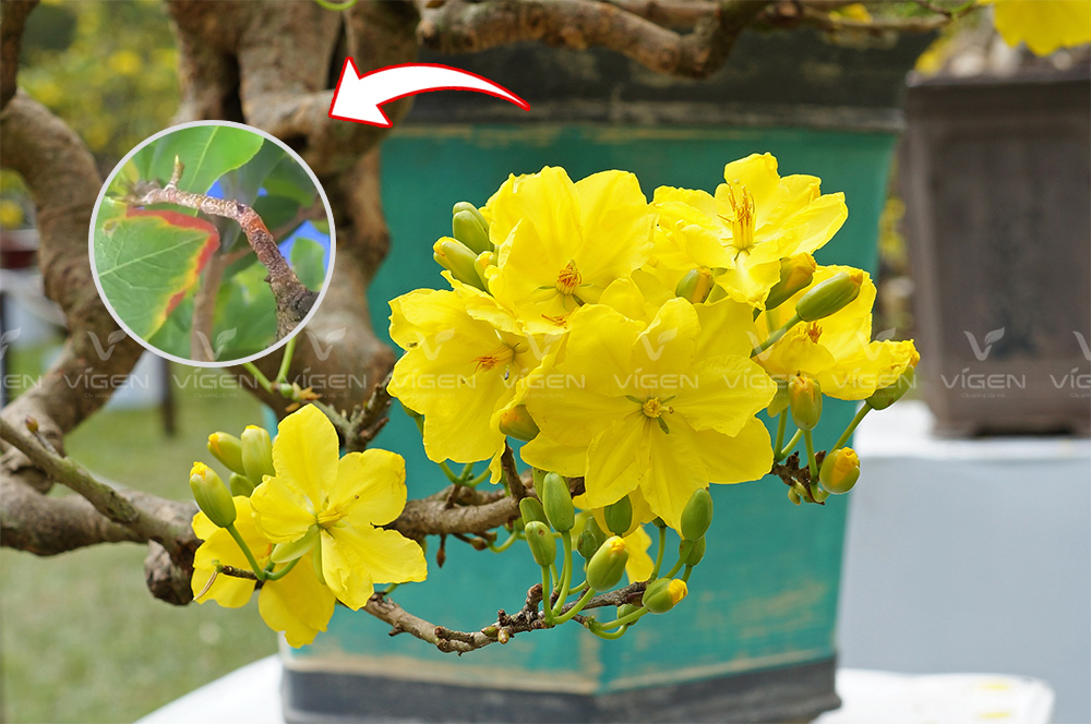 Bệnh nấm hồng trên mai vàng – vỏ cành xuất hiện lớp tơ màu hồng, khiến cây suy yếu, lá vàng và dễ rụng