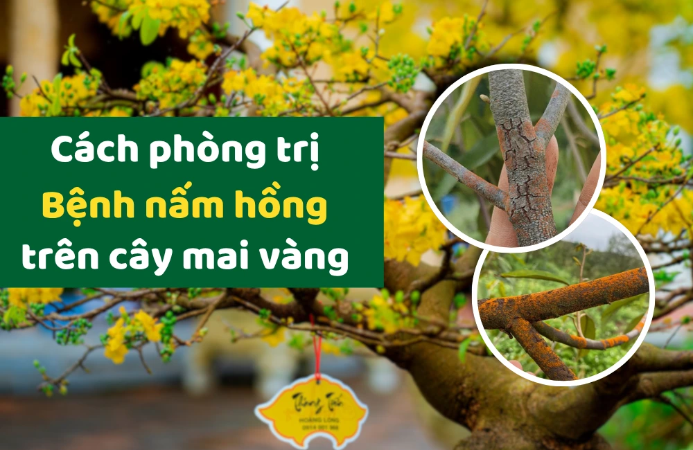 Chuyên gia ViGen nghiên cứu và hướng dẫn phương pháp phòng trị bệnh nấm hồng trên cây mai vàng bằng giải pháp sinh học hiệu quả và an toàn