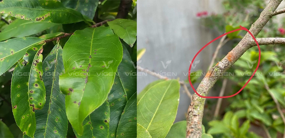 Bệnh đốm lá (trái) và nấm hồng (phải) là những sát thủ thầm lặng cực kỳ nguy hiểm đối với mai vàng