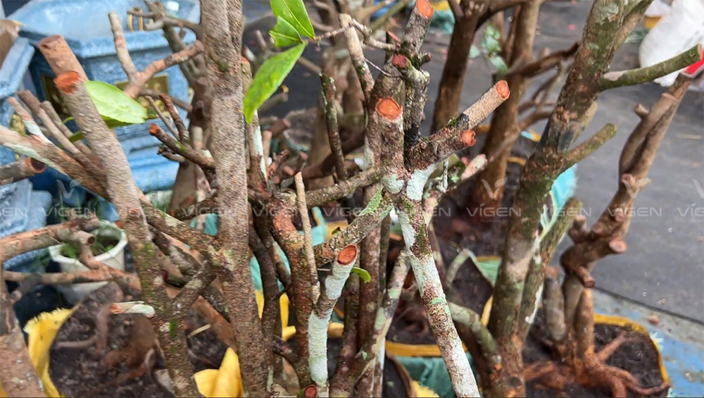 Nấm trắng bám thân, cản trở hô hấp và sinh trưởng của cây