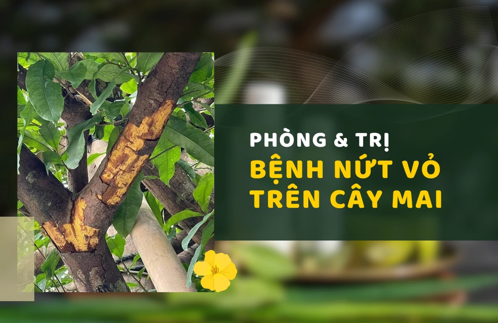 Phòng trị bệnh nứt vỏ cây mai vàng hiệu quả cùng ViGen – Bảo vệ thân cây khỏe mạnh và giữ vẻ đẹp tự nhiên