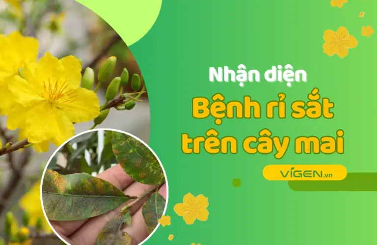 Bệnh rỉ sắt trên cây mai vàng – Nhận diện và phòng trừ hiệu quả