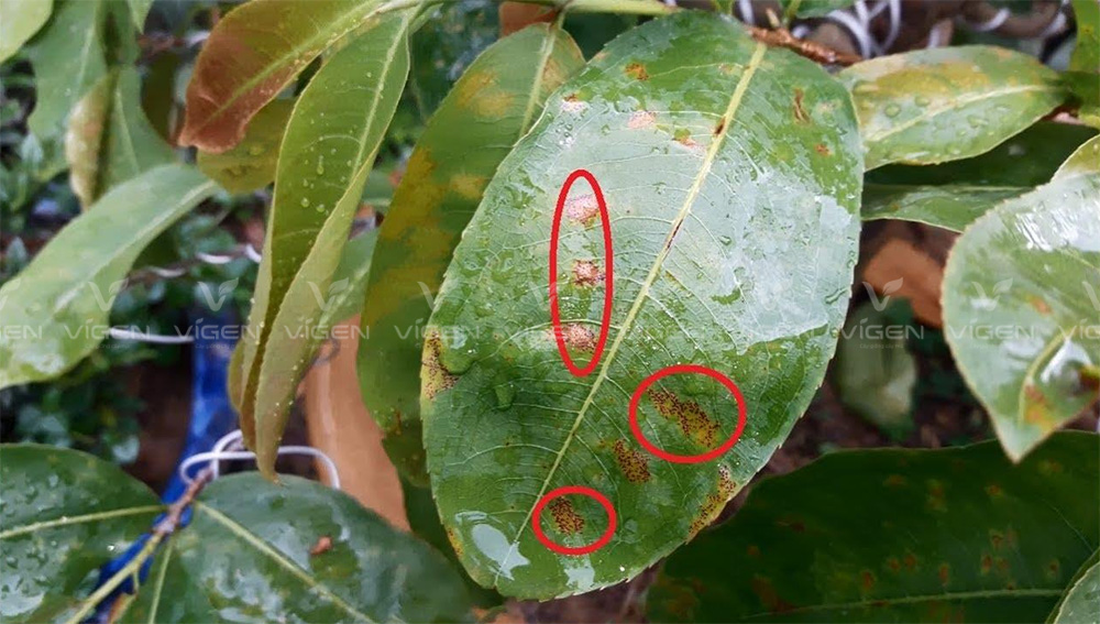 Dấu hiệu rỉ sắt: mặt lá lấm tấm chấm cam, cây suy giảm sức sống