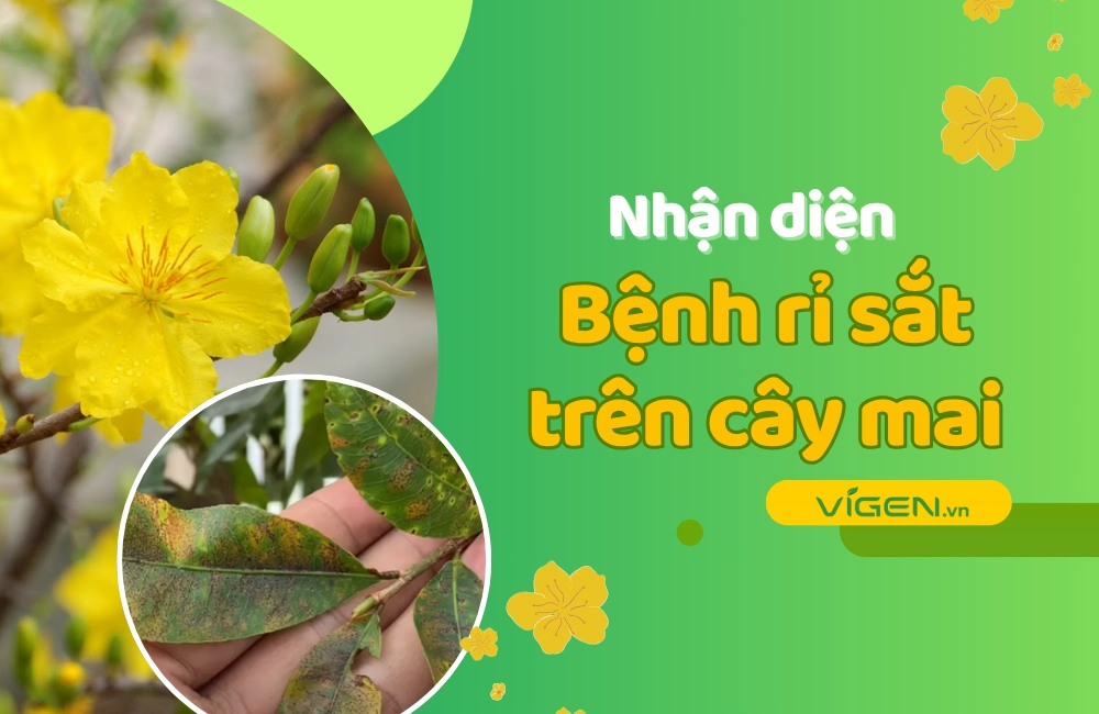 Phòng trị bệnh rỉ sắt mai vàng hiệu quả cùng ViGen – Giữ lá xanh, hoa rực rỡ đón Tết