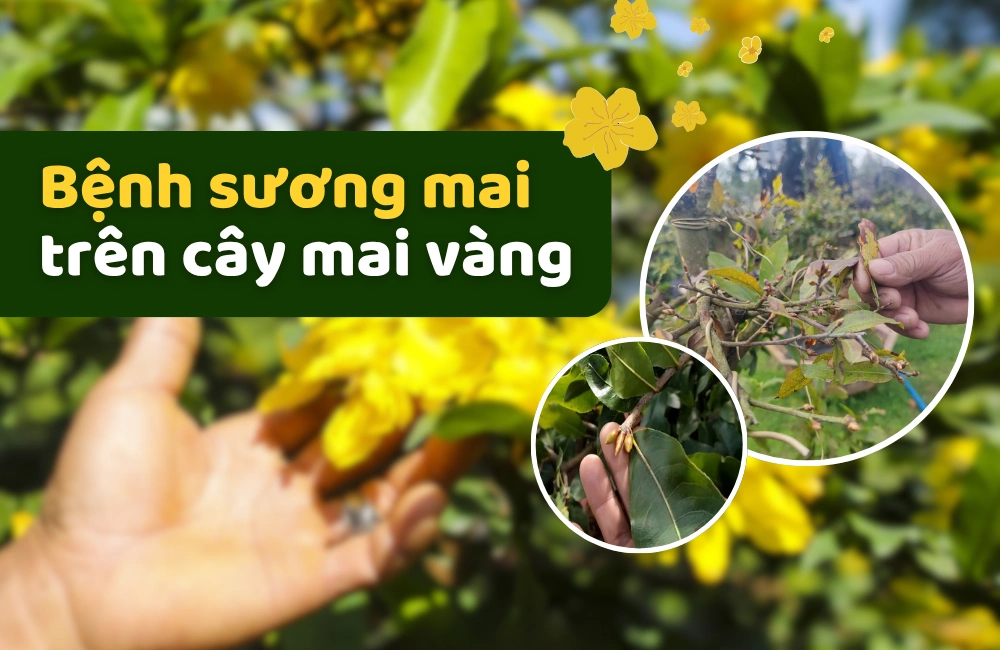 Bệnh sương mai trên cây mai vàng khiến lá úa vàng, rụng sớm và cây suy yếu – Cần được phát hiện và phòng trị kịp thời