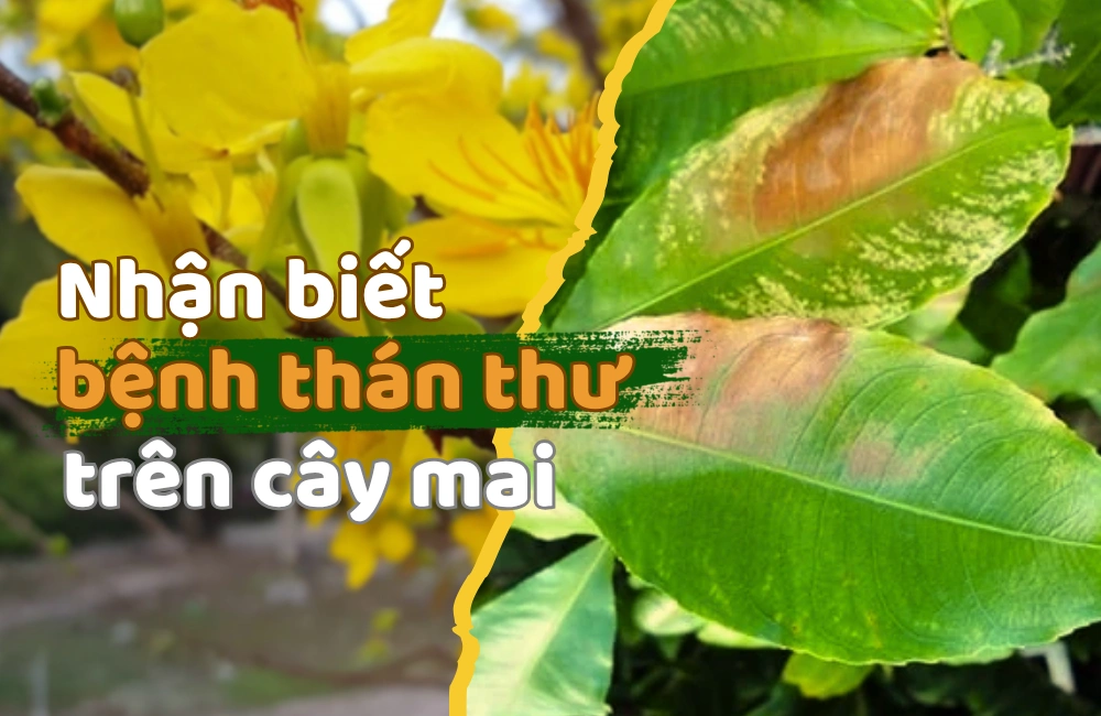 Bệnh thán thư trên cây mai làm xuất hiện đốm nâu cháy lan rộng, làm giảm sức sống và thẩm mỹ của cây nếu không được phòng trị kịp thời