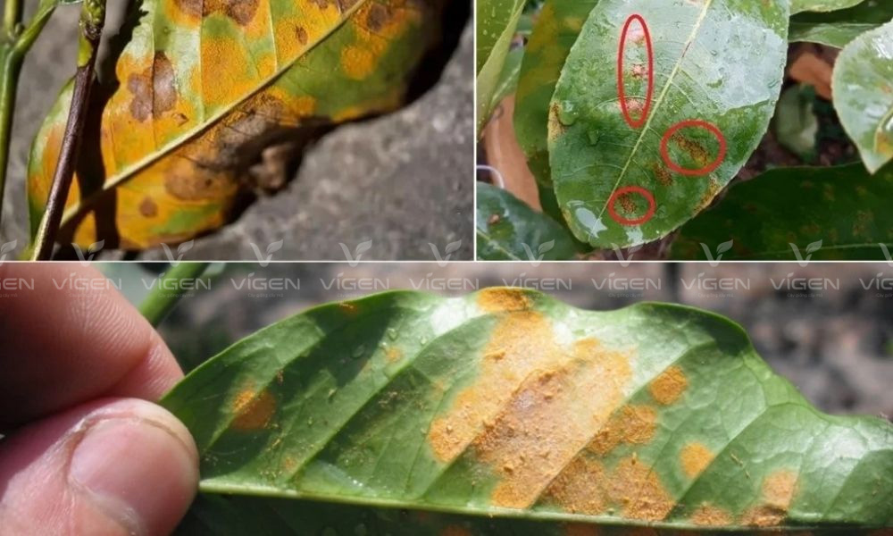 Thán thư và rỉ sắt là kẻ thù số một của cây mai vàng