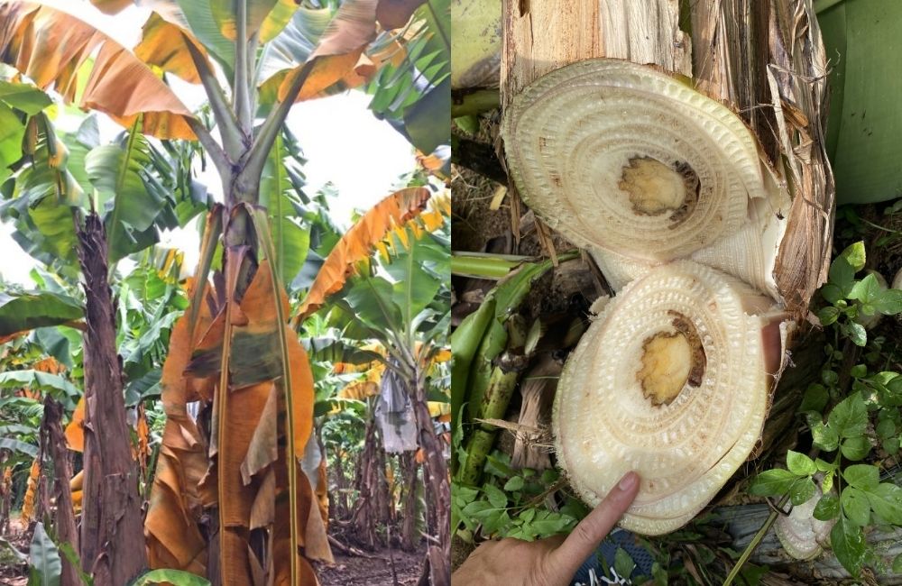 bệnh Panama trên cây chuối