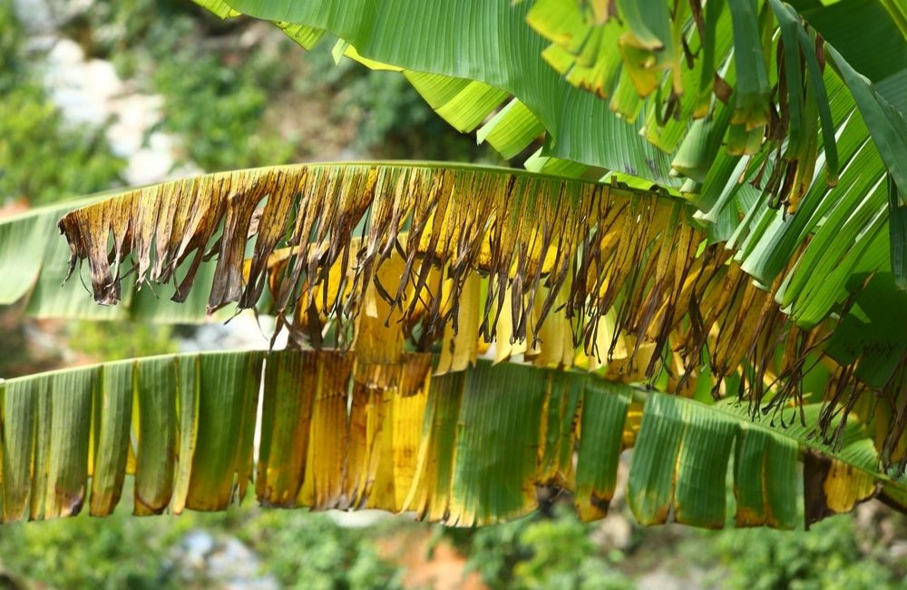 bệnh vàng lá trên cây chuối