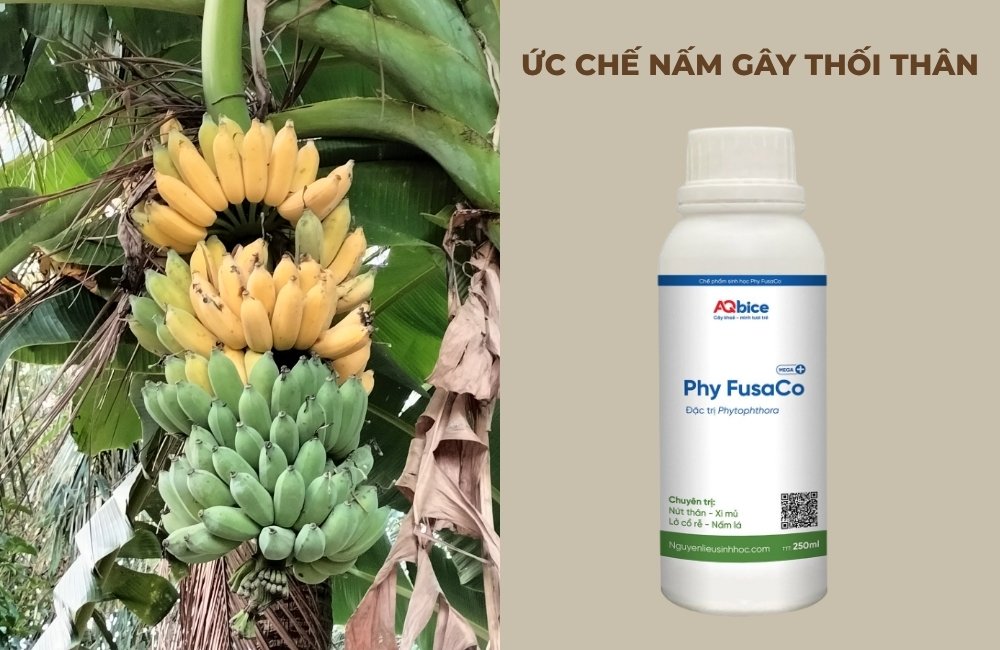 thuốc phòng bệnh trên cây chuối