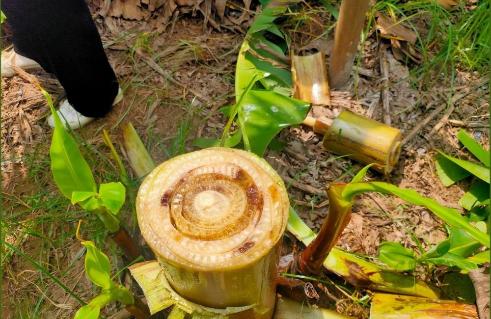 bệnh Moko trên cây chuối