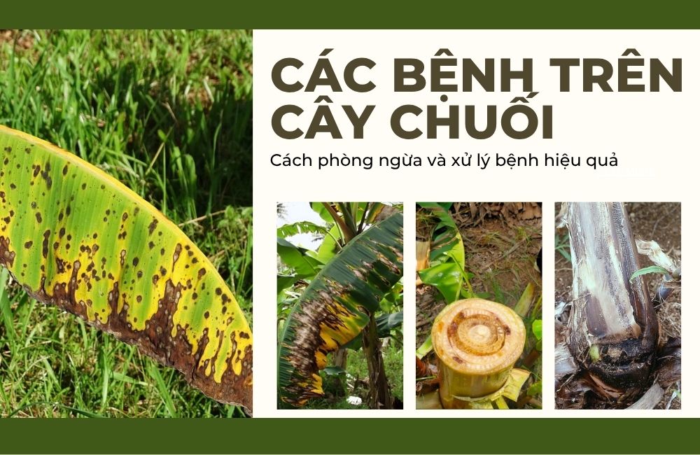 bệnh trên cây chuối