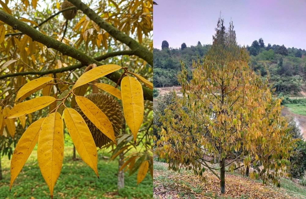 Sầu riêng bị vàng lá cháy lá, héo lá