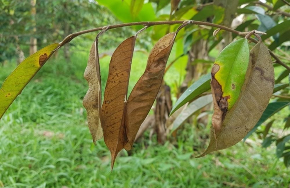 Bệnh khô cành trên sầu riêng