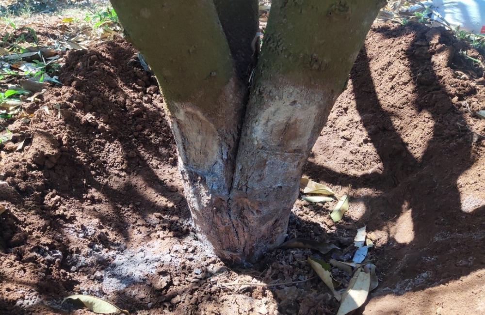 Giải pháp trị thối rễ sầu riêng hiệu quả