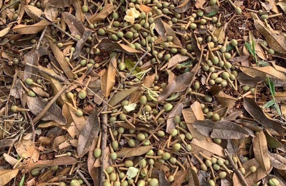 bệnh thường gặp trên trái sầu riêng