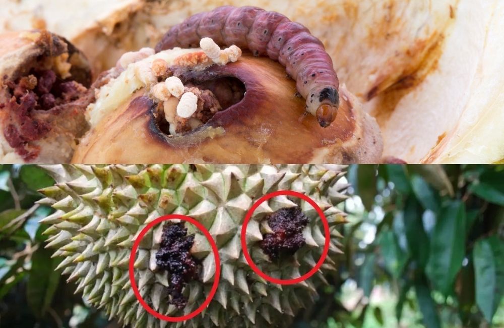 Sâu đục quả sầu riêng gây hại