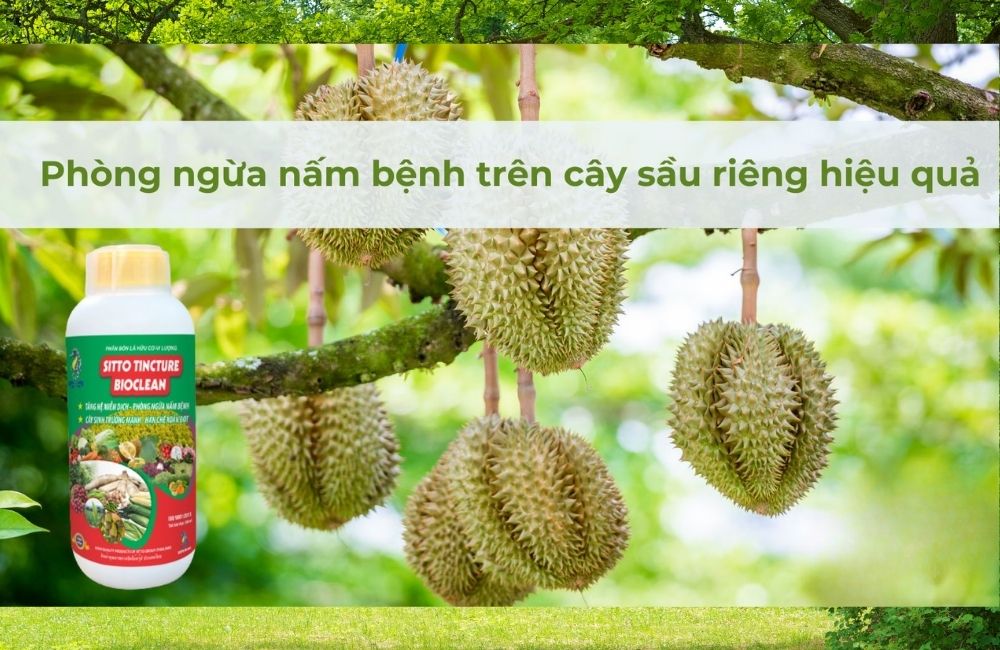 Phòng bệnh trên cây sầu riêng