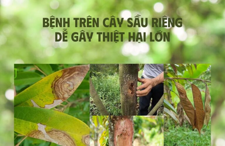 16 bệnh trên cây sầu riêng dễ gây thiệt hại lớn
